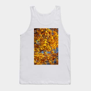 Maple (Acer ), golden yellow autumn leaves hanging from a tree, Germany Tank Top